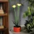 Szolár színes virág - 8 x 8 x 32 cm - 10 melegfehér LED - sárga