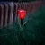 LED-es szolár tulipánlámpa - sárga / piros / rózsaszín - 31 cm 