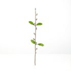 Barkaág - szálas - 58 cm