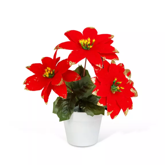 Mikulásvirág kaspóban – piros – 18 cm Mikulásvirág kaspóban – piros – 18 cm